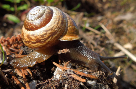 Gefleckte Schnirkelschnecke (Arianta arbustorum) - © Anton Koschuh